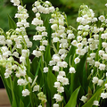 Lily of the Valley Convollaria Majalis%2 
